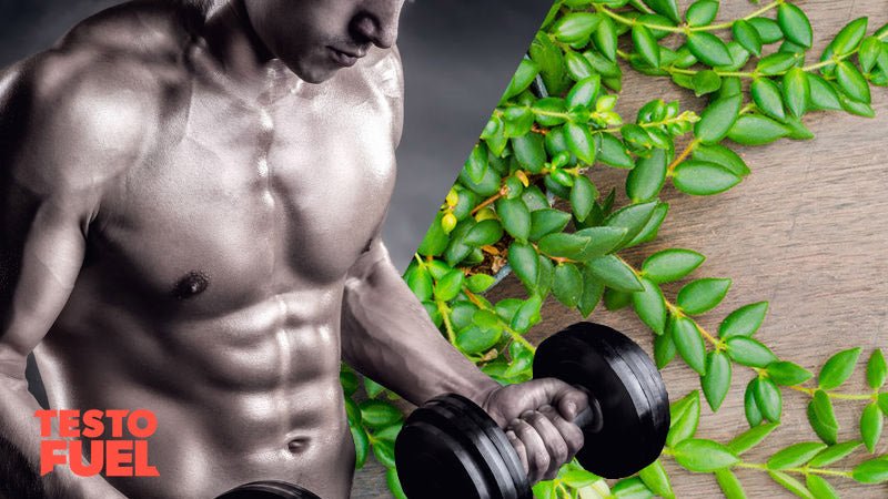 Eurycoma and man with high testosterone