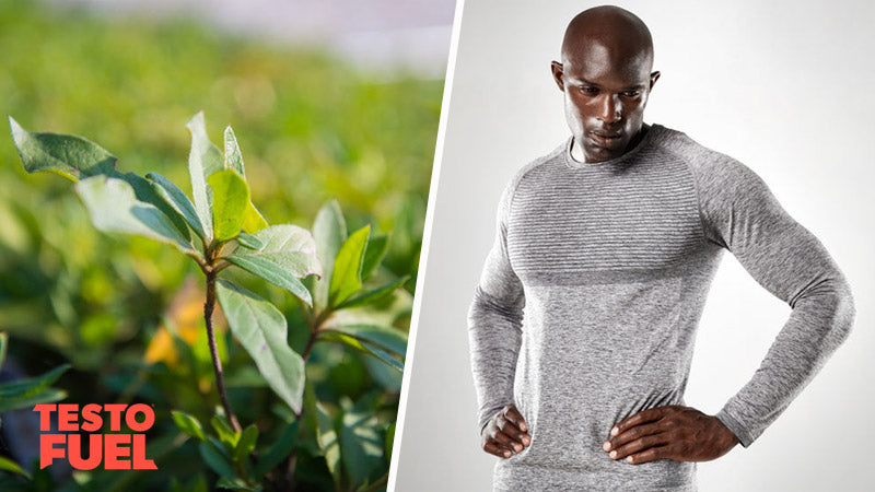 Nigerian herb promotes testosterone libido and sexual performance