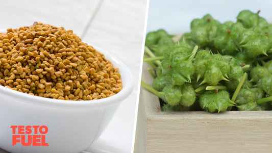 Fenugreek-vs-tribulus - which works best?