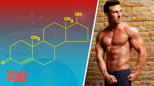 Testosterone molecule and bodybuilder side by side