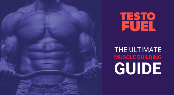 muscle building guide