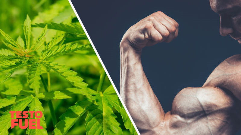 THC-and-Testosterone Feature Image
