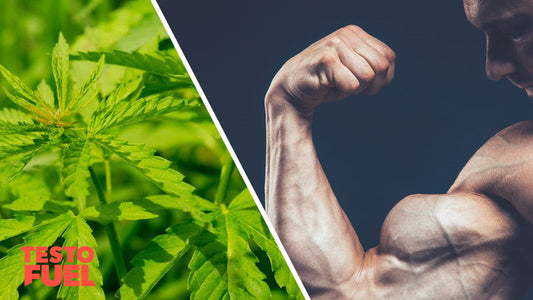 THC-and-Testosterone Feature Image