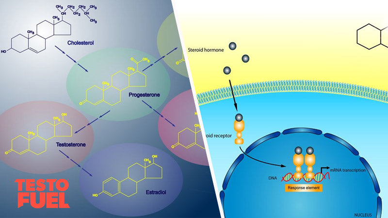 DNA transcription of testosterone via response element