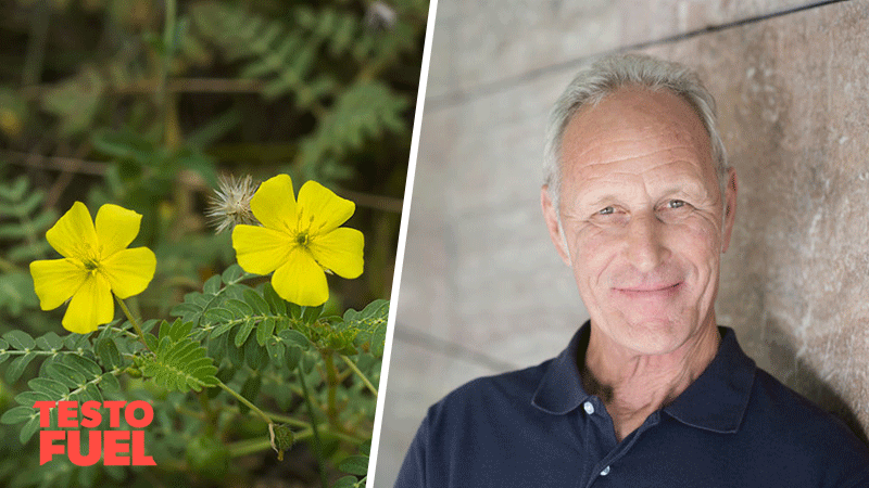 Older man looks at the camera next to a bright yellow flowered tribulus plant