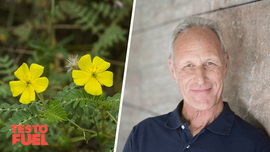Older man looks at the camera next to a bright yellow flowered tribulus plant