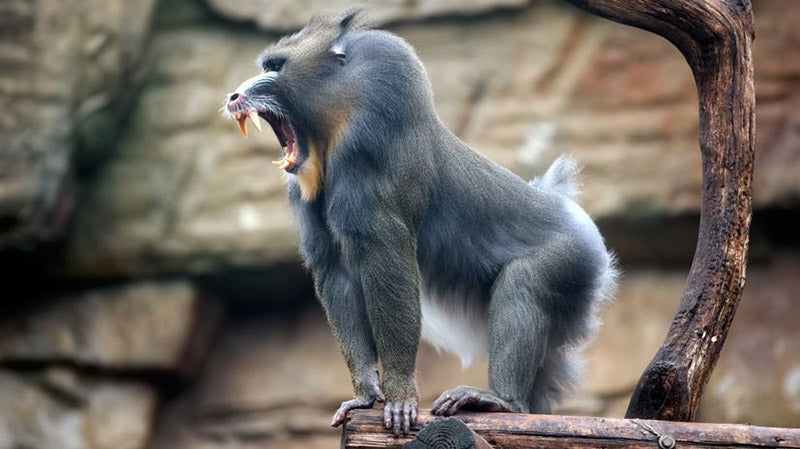 does-testosterone-make-you-aggressive-feature