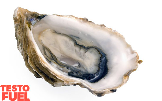 oyster-testosterone