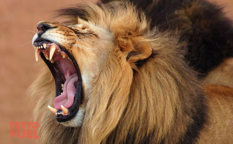lion-roar-deep-voice