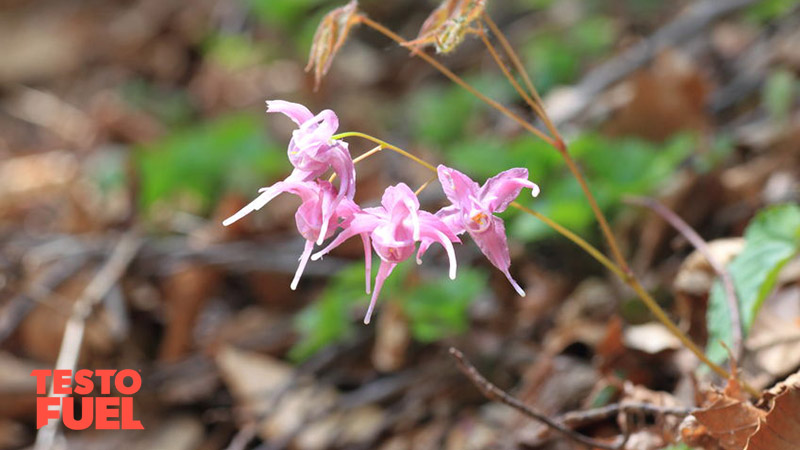 does horny goat weed increase testosterone