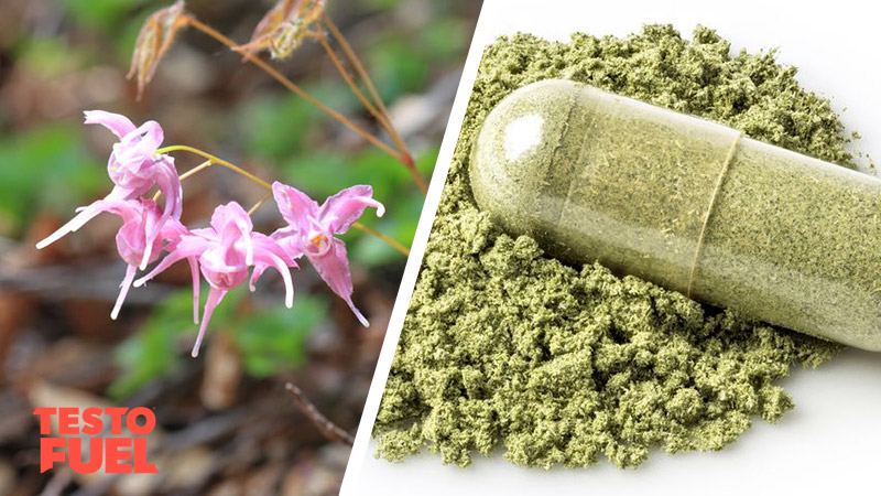 Does Horny Goat Weed Increase Testosterone?
