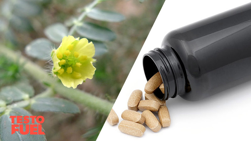 Does Bulgarian Tribulus Terrestris increase Testosterone? 