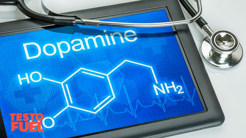 Dopamine-and-Testosterone-Connection