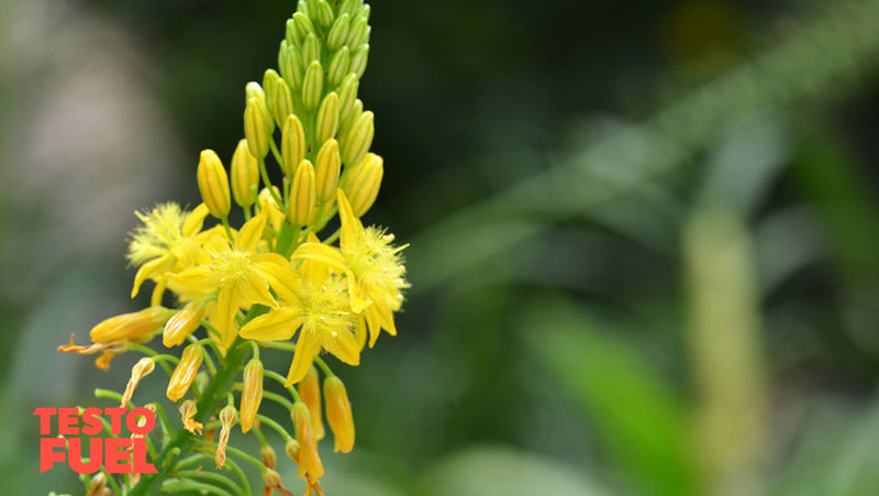 bulbine-natalensis