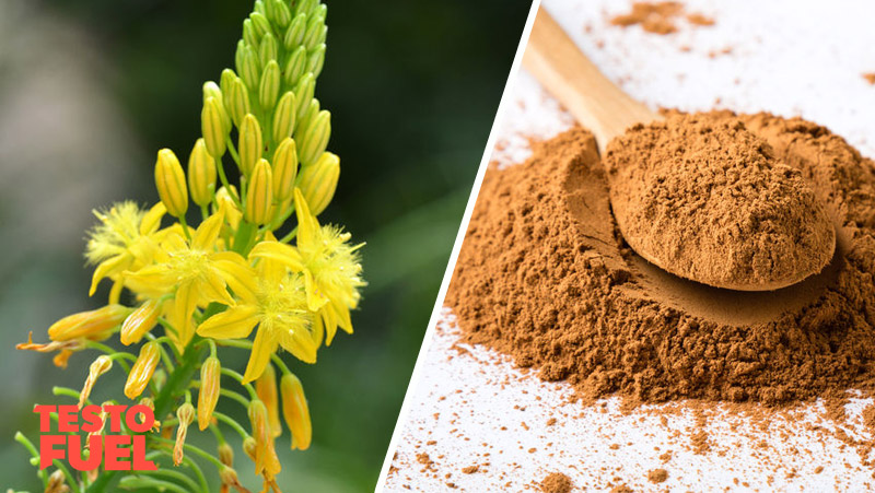 Is Bulbine Natalensis Safe?: The Side Effects