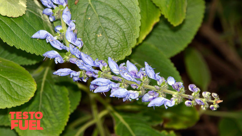 coleus-for-health