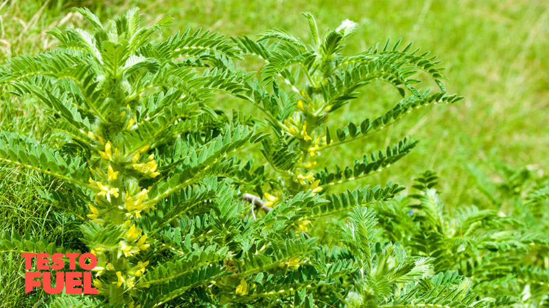 astragalus-plant