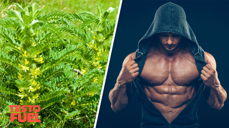 Does Astragalus Root Increase Testosterone?
