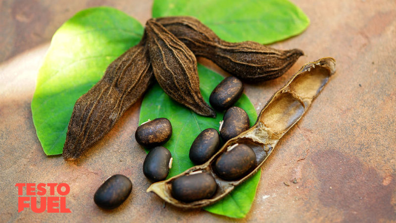 Mucuna Pruriens