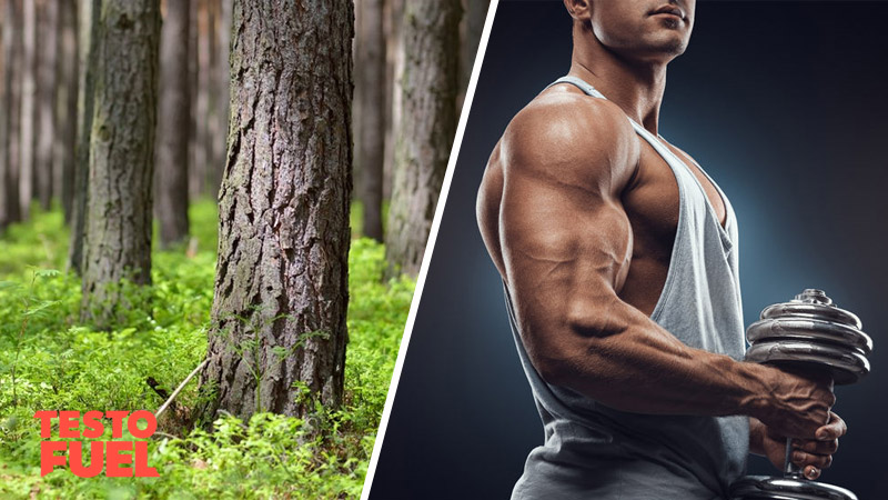 Can Pine Bark Extract Boost Testosterone?