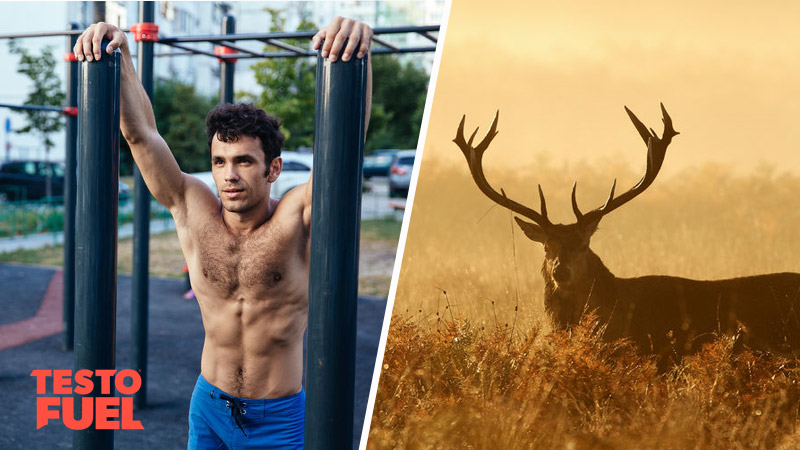 Does Deer Antler Velvet Boost Testosterone?