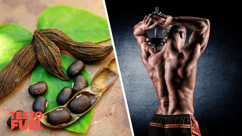 Does Mucuna Pruriens Boost Testosterone?