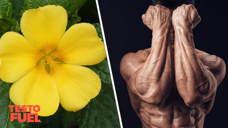 Does Damiana Leaf Boost Testosterone?