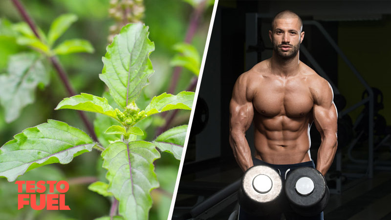 Can Holy Basil Boost Testosterone?