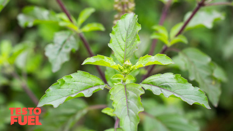 Holy Basil