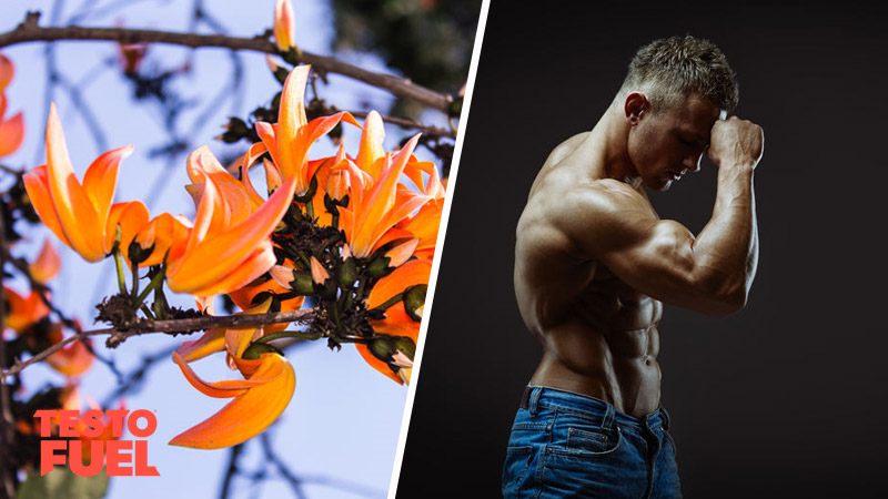 Does Butea Superba Increase Testosterone?