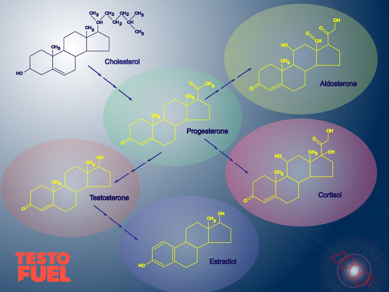 Diagram of steroidogenesis where cholesterol converts to steroid hormones