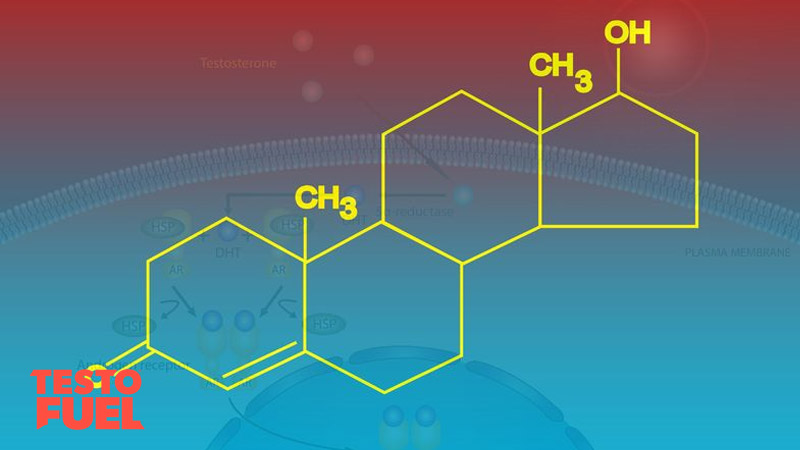 Chemical formula for testosterone on a blue background