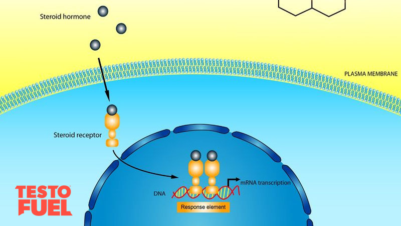 Diagram showing how testosterone binds to androgen receptors and alters DNA