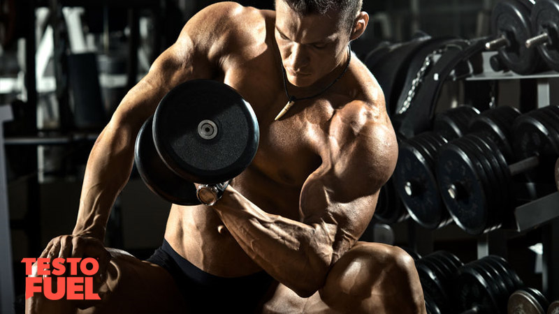 Muscular bodybuilder performing concentration curls with a heavy dumbbell in the gym