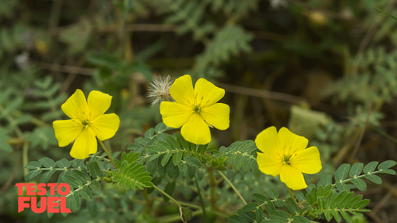 Close up photo of the yellow leaves of the tribulus terrestris plant