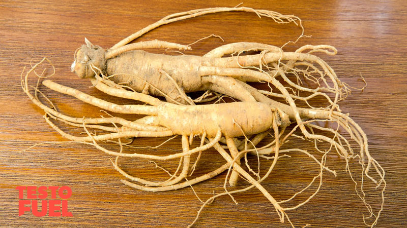 Asian red panax ginseng herb on a wooden table