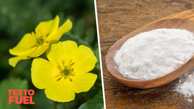 D-Aspartic Acid vs Tribulus – Nutrients for Higher Testosterone